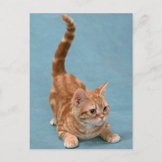 American Shorthair 3 Postcard