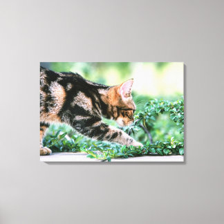 American Shorthair 6 Canvas Print