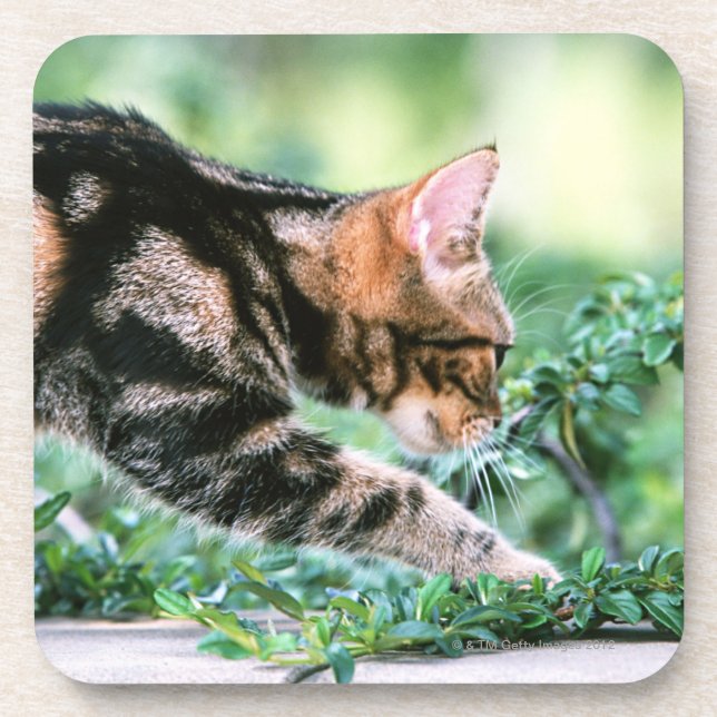 American Shorthair 7 Coaster (Front)