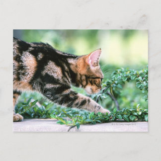 American Shorthair 7 Postcard