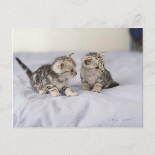 American Shorthair 7 Postcard (Front)