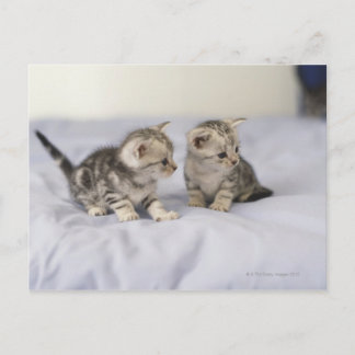 American Shorthair 7 Postcard