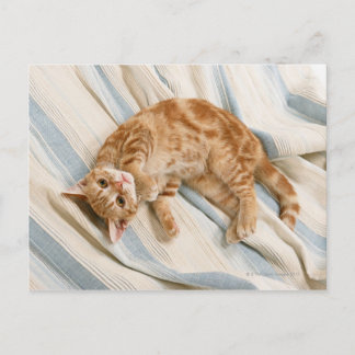 American Shorthair 8 Postcard
