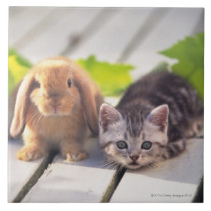 American Shorthair & Bunny Tile