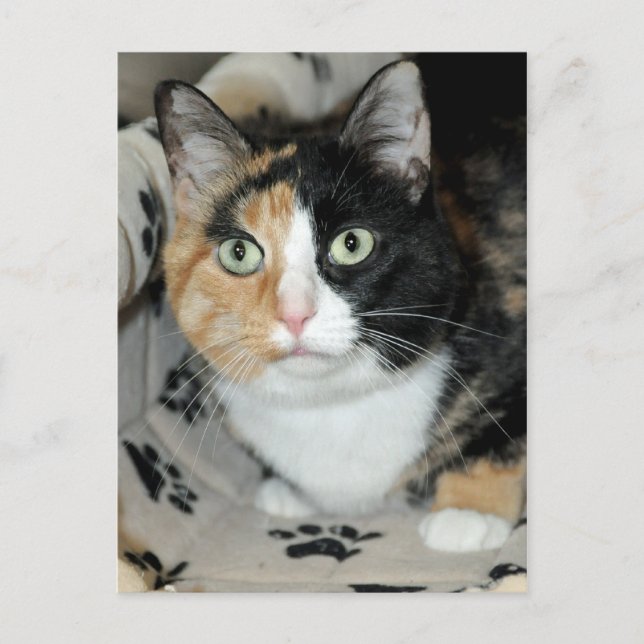 American Shorthair Calico Shelter Cat Postcards (Front)