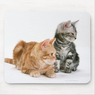 American Shorthair Cat 2 Mouse Pad