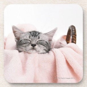 American Shorthair Cat Coaster
