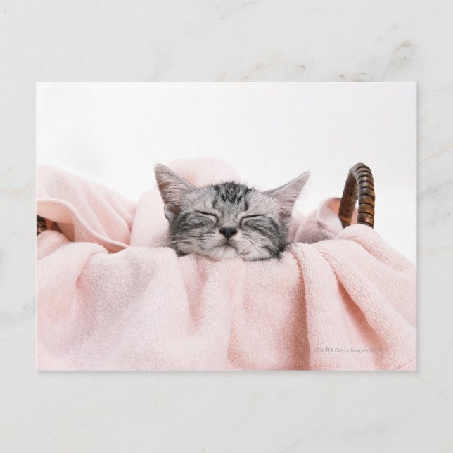 American Shorthair Cat Postcard (Front)