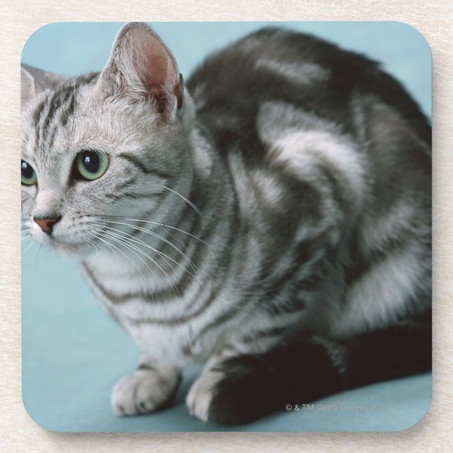 American Shorthair Coaster (Front)