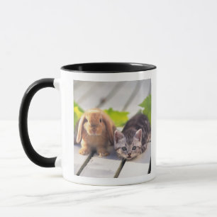 American Shorthair; is the most popular and most Mug