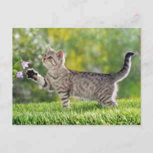 American shorthair kitten postcard