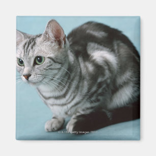 American Shorthair Magnet