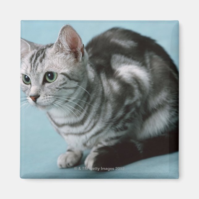 American Shorthair Magnet (Front)