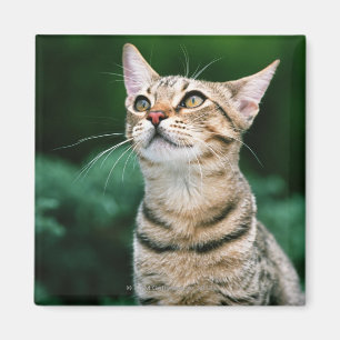 American Shorthair Magnet