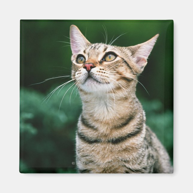American Shorthair Magnet (Front)