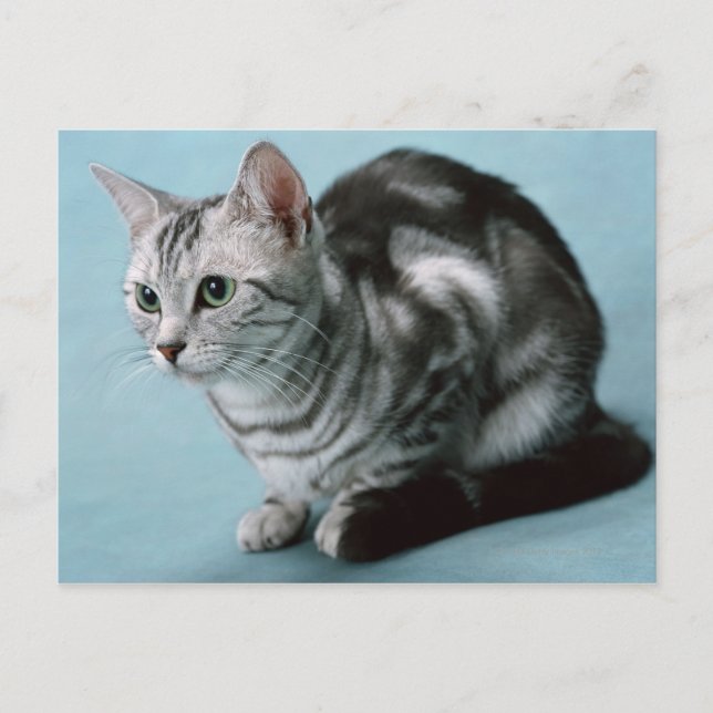 American Shorthair Postcard (Front)