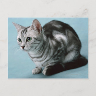 American Shorthair Postcard
