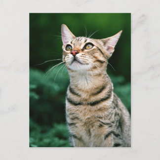 American Shorthair Postcard