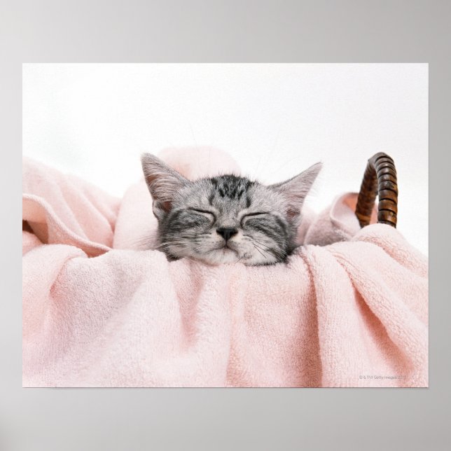 American Shorthair Sleeping Poster (Front)