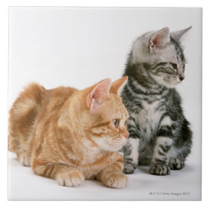 American Shorthair Tile