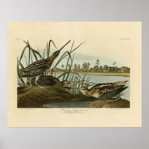 American Snipe (Wilson) Audubon's Birds of America Poster