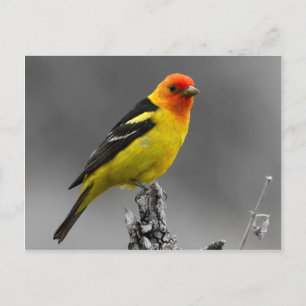 American Songbird Postcard