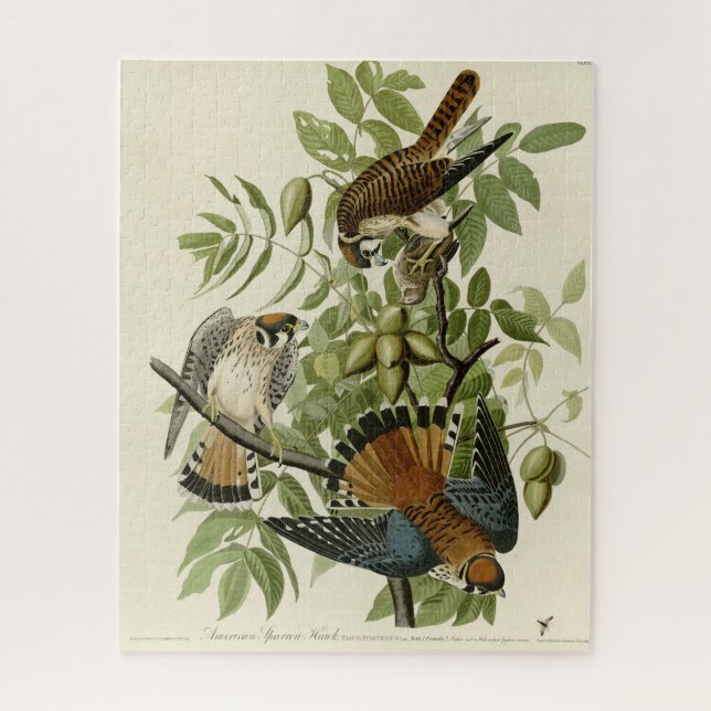 American Sparrow Hawk - Audubon's Birds of America Jigsaw Puzzle (Vertical)
