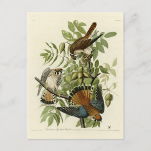 American Sparrow Hawk - Audubon's Birds of America Postcard