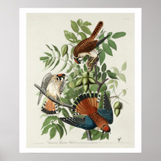 American Sparrow Hawk by Audubon Poster