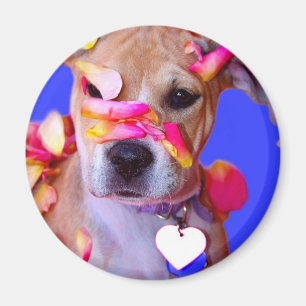 American Staffordshire Terrier Boxer Mix Puppy Dog Magnet