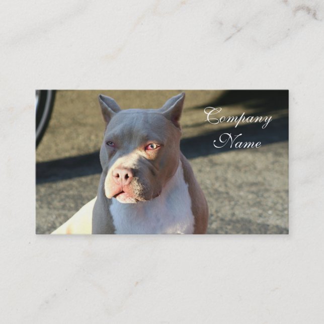 American Staffordshire Terrier Business Cards (Front)