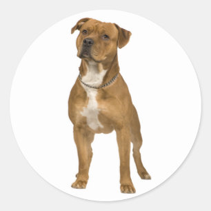 American Staffordshire Terrier Dog Sticker Seals