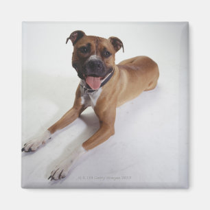 American Staffordshire Terrier lying down, Magnet