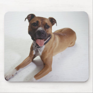 American Staffordshire Terrier lying down, Mouse Pad