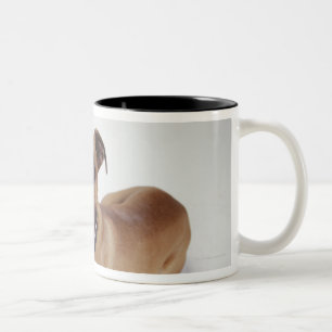 American Staffordshire Terrier lying down, Two-Tone Coffee Mug