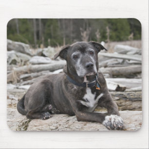 American Staffordshire Terrier - Mousepad