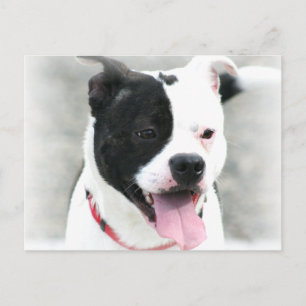 American Staffordshire Terrier Postcard