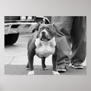 American Staffordshire Terrier Poster