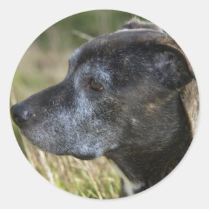 American Staffordshire Terrier Stickers