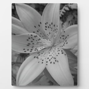 American Tiger Lily Plaque