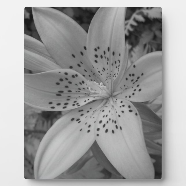 American Tiger Lily Plaque (Front)