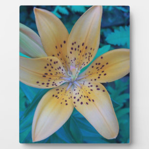 American Tiger Lily Plaque