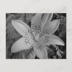 American Tiger Lily Postcard