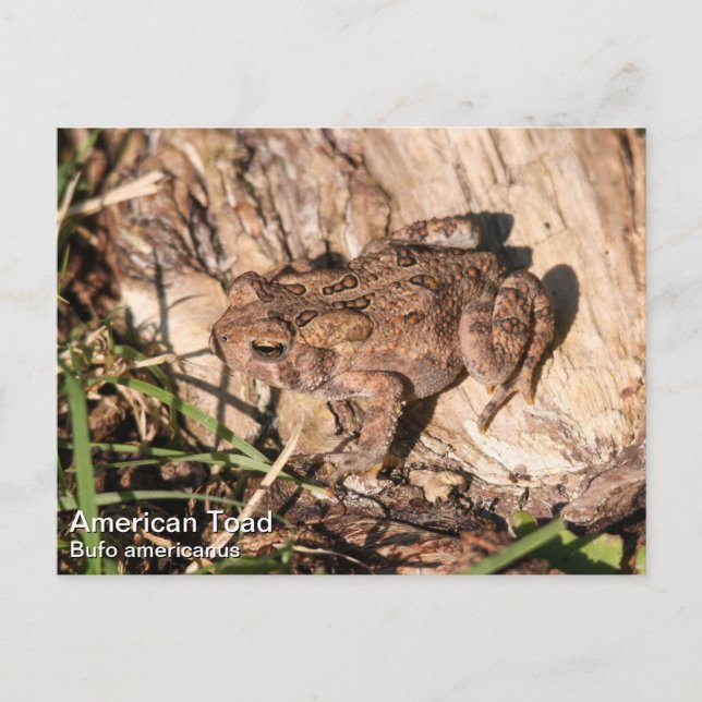 American Toad Postcard (Front)