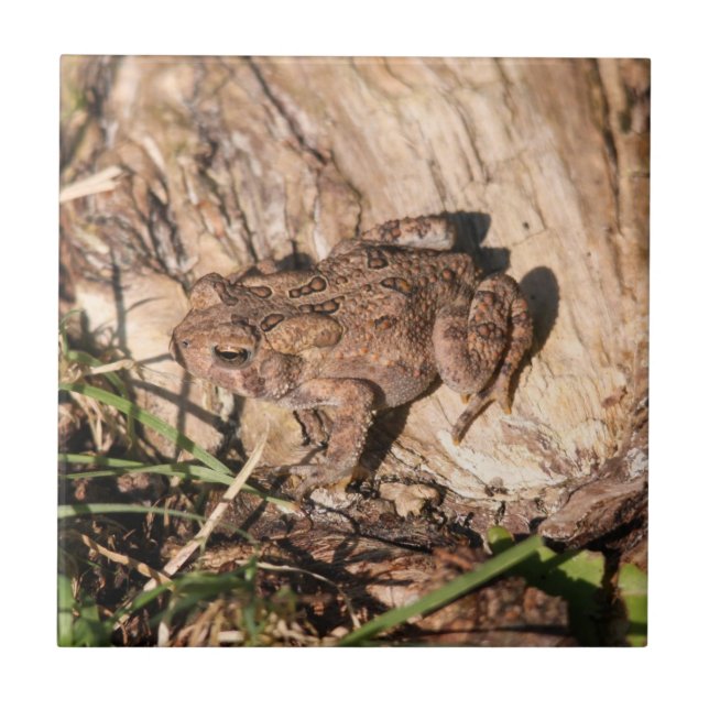 American Toad Tile (Front)