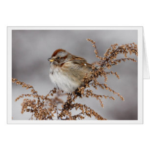 American Tree Sparrow
