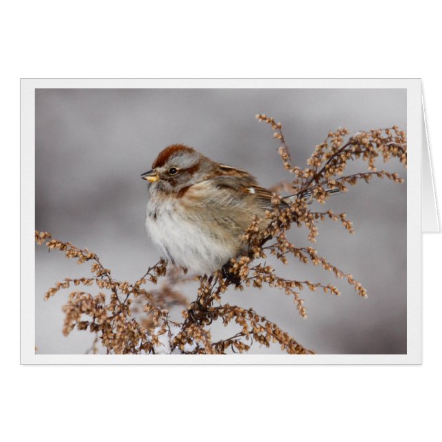 American Tree Sparrow (Front Horizontal)