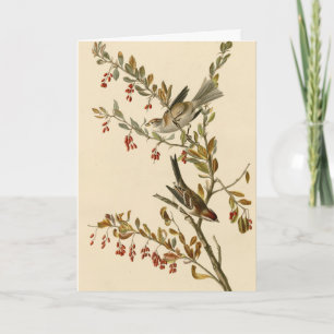 American Tree Sparrow, Audubon's Birds of America Card