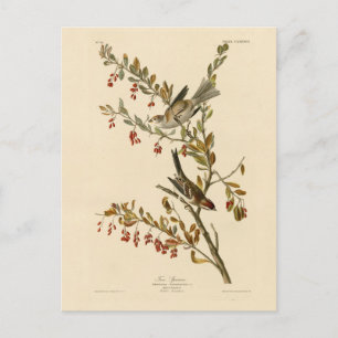 American Tree Sparrow, Audubon's Birds of America Postcard