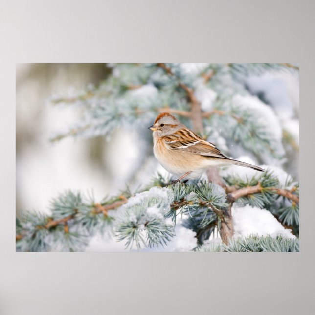 American Tree Sparrow in winter Poster (Front)